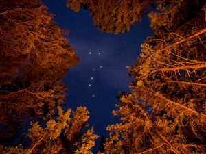Preview wallpaper starry sky, trees, bottom view, stars, sky, night