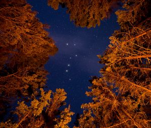 Preview wallpaper starry sky, trees, bottom view, stars, sky, night