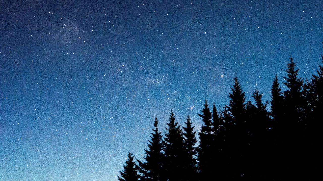 Wallpaper starry sky, trees, fir, night