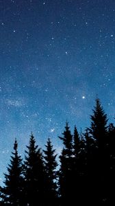 Preview wallpaper starry sky, trees, fir, night