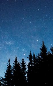 Preview wallpaper starry sky, trees, fir, night