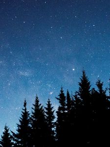 Preview wallpaper starry sky, trees, fir, night