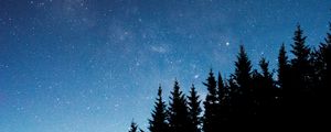 Preview wallpaper starry sky, trees, fir, night