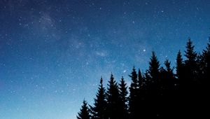 Preview wallpaper starry sky, trees, fir, night