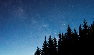 Preview wallpaper starry sky, trees, fir, night