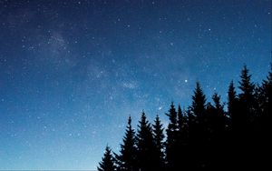 Preview wallpaper starry sky, trees, fir, night