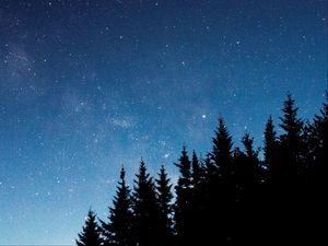 Preview wallpaper starry sky, trees, fir, night