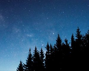 Preview wallpaper starry sky, trees, fir, night