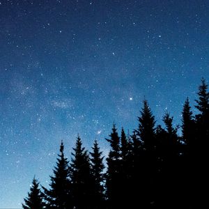 Preview wallpaper starry sky, trees, fir, night