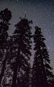 Preview wallpaper starry sky, trees, night, stars, glitter, radiance