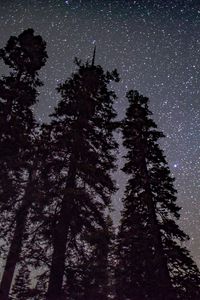 Preview wallpaper starry sky, trees, night, stars, glitter, radiance