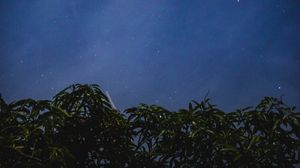 Preview wallpaper starry sky, trees, night, leaves, stars