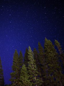 Preview wallpaper starry sky, trees, night, sky, radiance