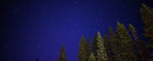 Preview wallpaper starry sky, trees, night, sky, radiance