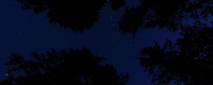 Preview wallpaper starry sky, trees, night, bottom view