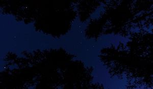 Preview wallpaper starry sky, trees, night, bottom view