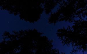 Preview wallpaper starry sky, trees, night, bottom view