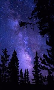 Preview wallpaper starry sky, trees, night, pines