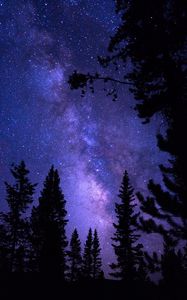 Preview wallpaper starry sky, trees, night, pines