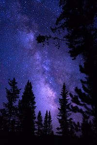 Preview wallpaper starry sky, trees, night, pines