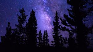 Preview wallpaper starry sky, trees, night, pines