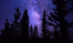 Preview wallpaper starry sky, trees, night, pines