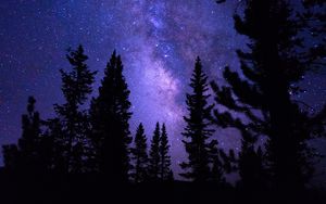 Preview wallpaper starry sky, trees, night, pines