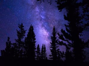 Preview wallpaper starry sky, trees, night, pines