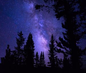 Preview wallpaper starry sky, trees, night, pines