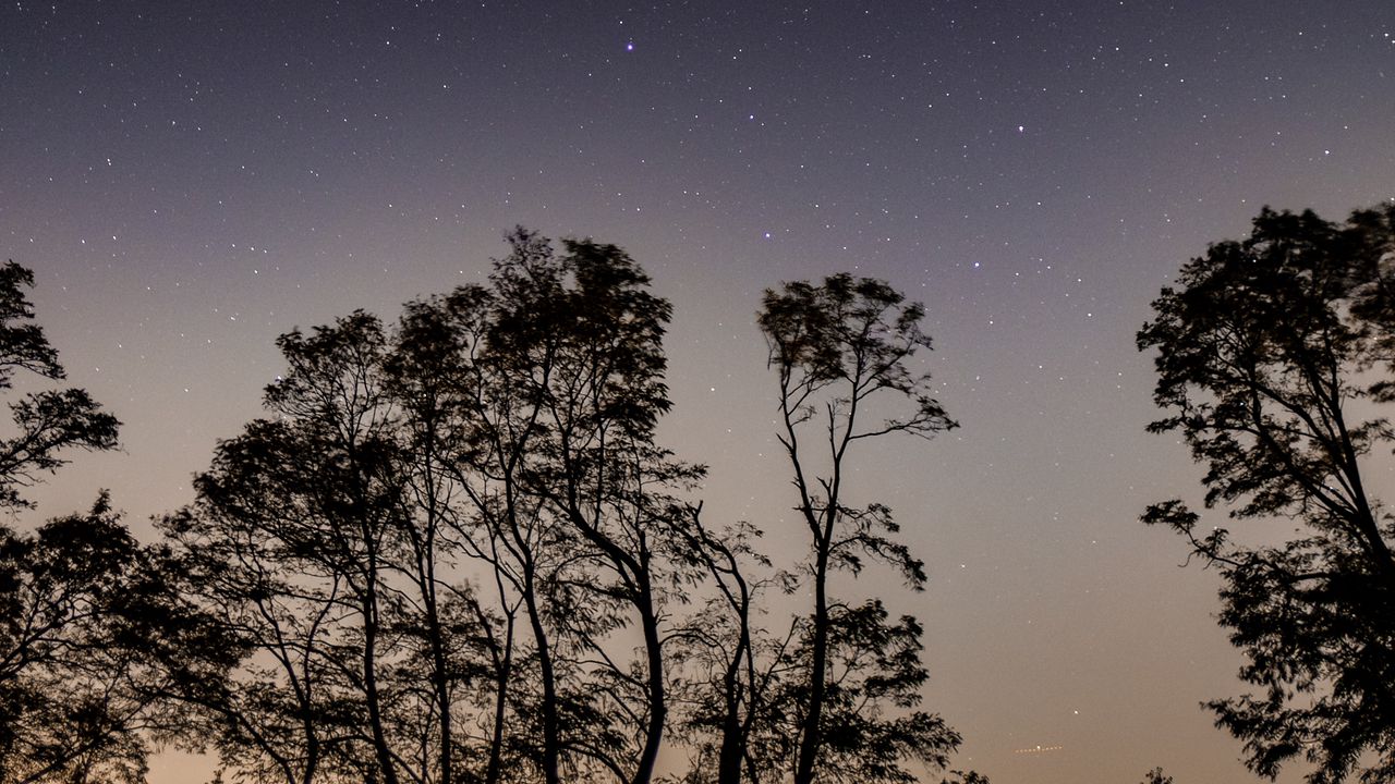 Wallpaper starry sky, trees, night, sky, branches
