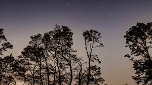 Preview wallpaper starry sky, trees, night, sky, branches