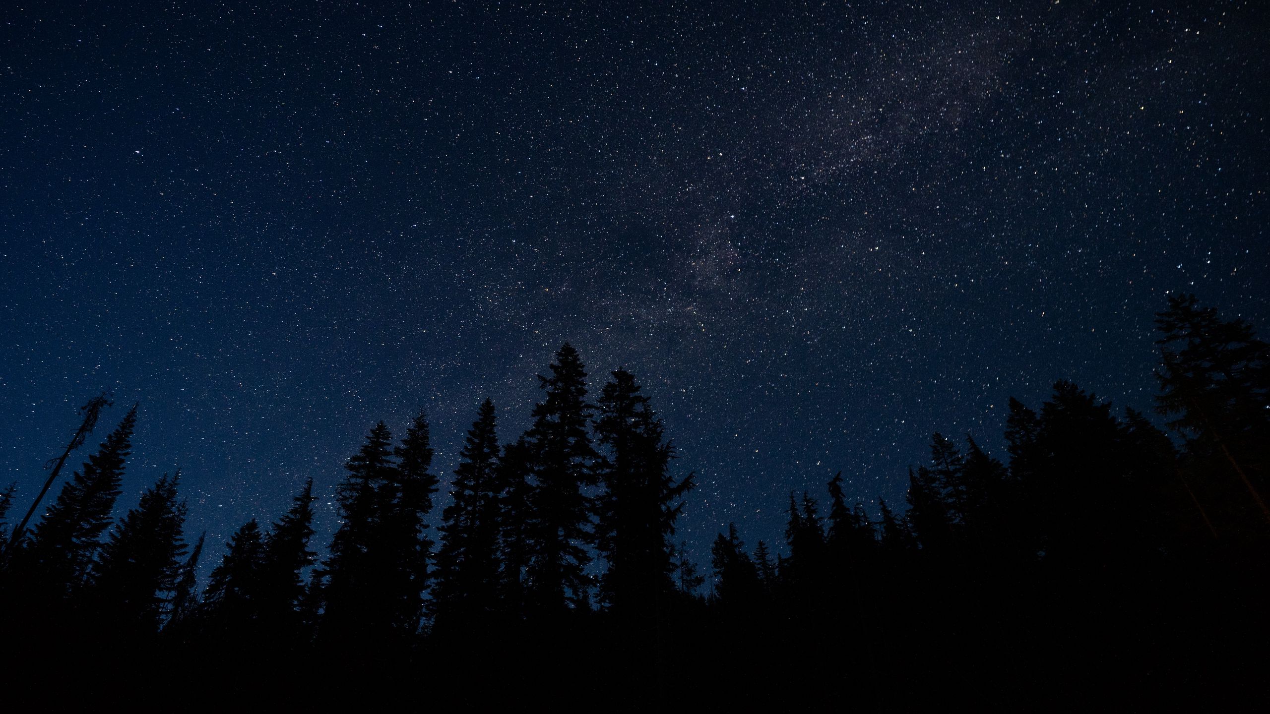 Download wallpaper 2560x1440 starry sky, trees, night, radiance