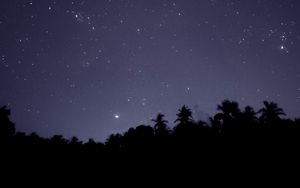 Preview wallpaper starry sky, trees, outlines, night, dark