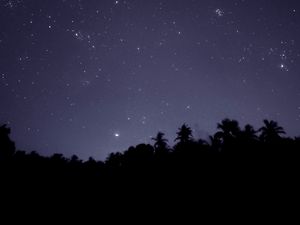 Preview wallpaper starry sky, trees, outlines, night, dark