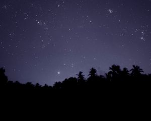 Preview wallpaper starry sky, trees, outlines, night, dark