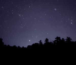 Preview wallpaper starry sky, trees, outlines, night, dark