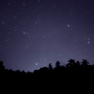 Preview wallpaper starry sky, trees, outlines, night, dark