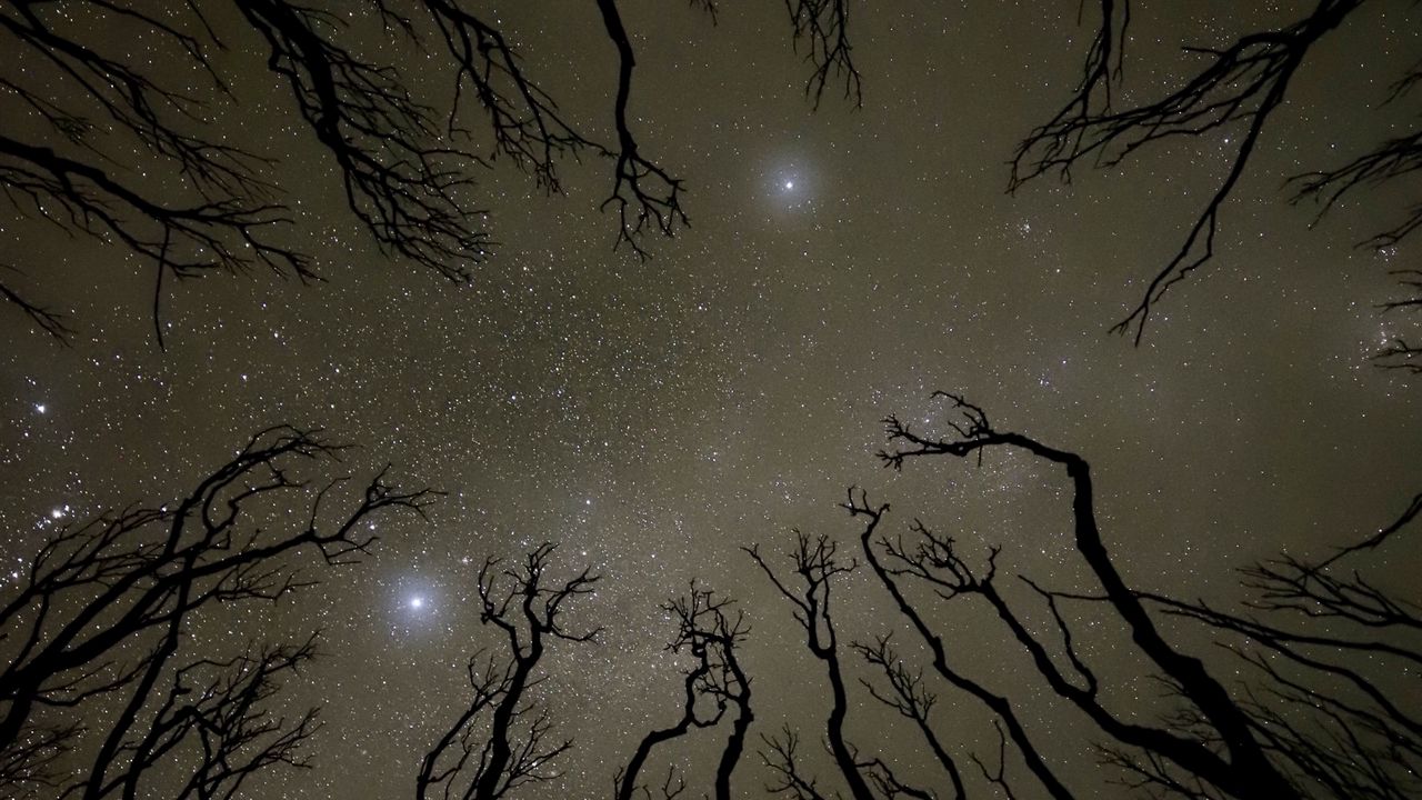 Wallpaper starry sky, trees, silhouette, bottom view