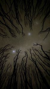 Preview wallpaper starry sky, trees, silhouette, bottom view