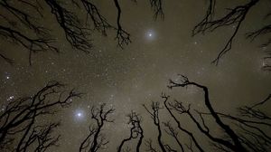 Preview wallpaper starry sky, trees, silhouette, bottom view