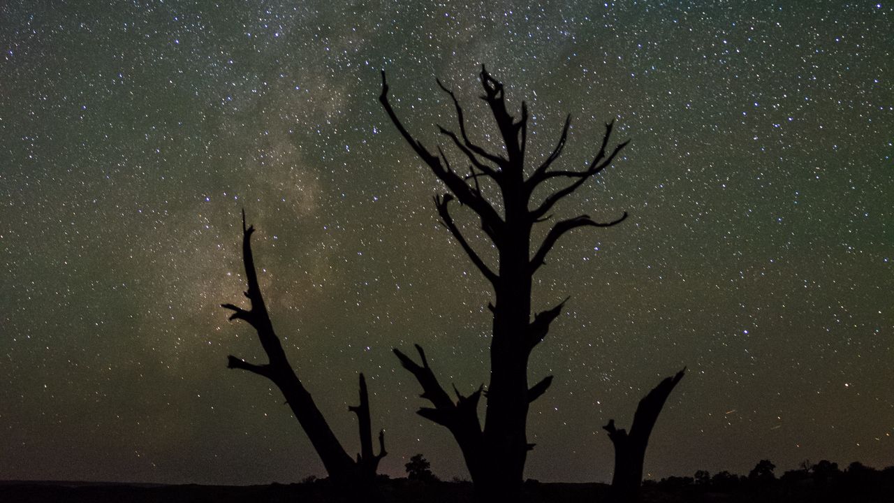 Wallpaper starry sky, trees, silhouettes, stars, night