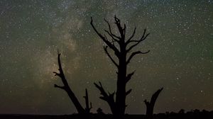 Preview wallpaper starry sky, trees, silhouettes, stars, night