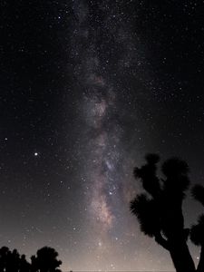 Preview wallpaper starry sky, trees, silhouettes, night, stars, dark