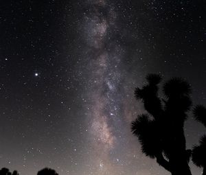 Preview wallpaper starry sky, trees, silhouettes, night, stars, dark