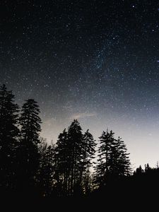 Preview wallpaper starry sky, trees, sky, night, glitter