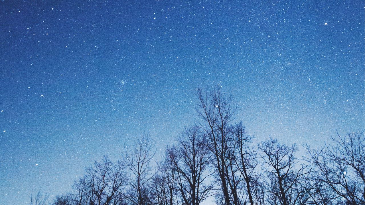 Wallpaper starry sky, trees, sky, night