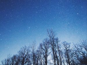 Preview wallpaper starry sky, trees, sky, night
