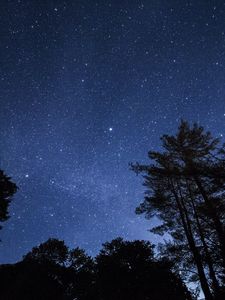 Preview wallpaper starry sky, trees, stars, night