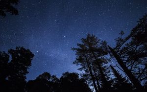 Preview wallpaper starry sky, trees, stars, night