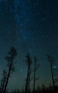 Preview wallpaper starry sky, trees, stars, night